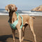 Arnés de perro gomoso