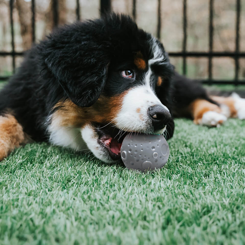 Cosmos Feeder Training Ball Dog Toy